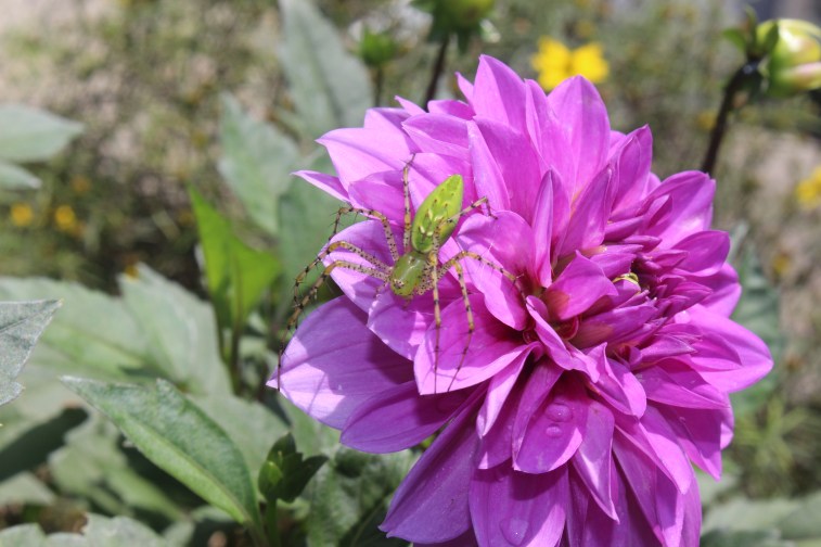 Green spider on a Dahlia.