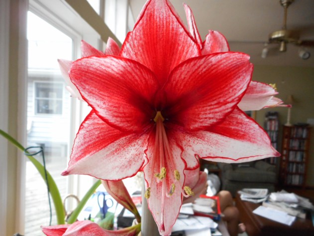 Charisma Amaryllis