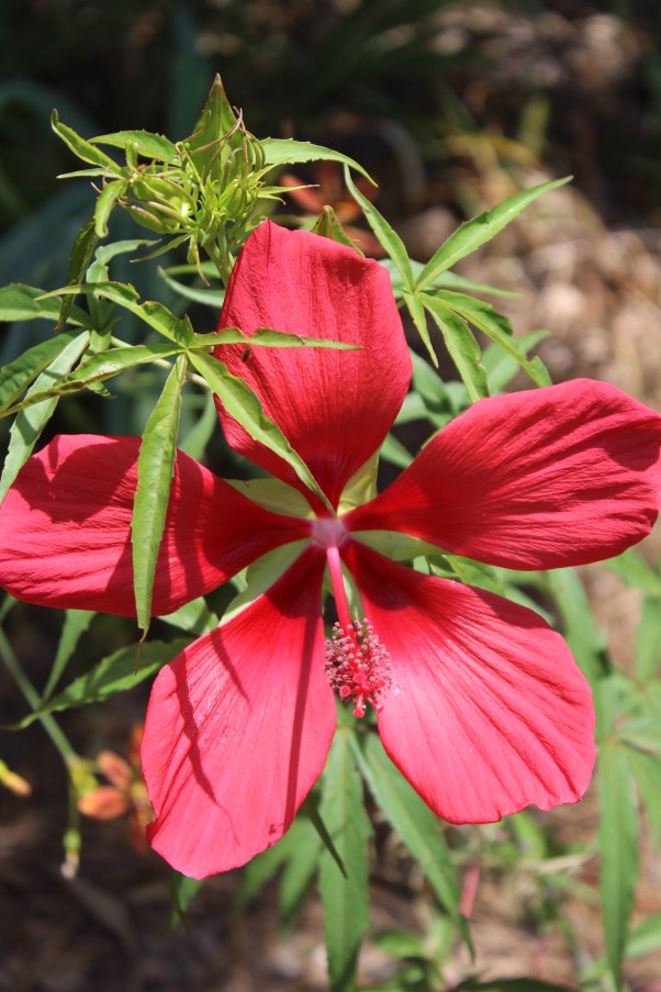 Bloom day July 15 026