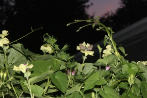 Mad moth disturbed while drinking at flower