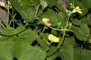 Moth on female flower and ants on male cluster