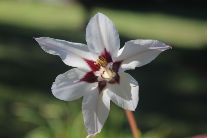 Acidanthera Orchid Glad