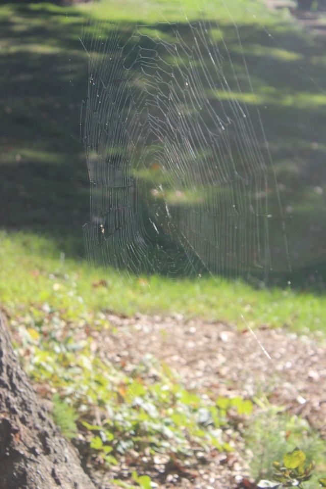 Shining spider web