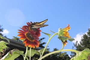 swallowtail and scirrocco 009