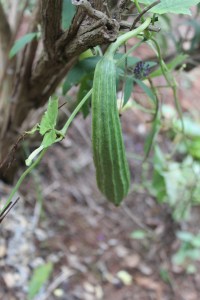The fruit is best picked at about 6-8 inches. You can leave it and see how big it gets.