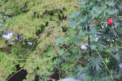 Cardinal Climber Vine