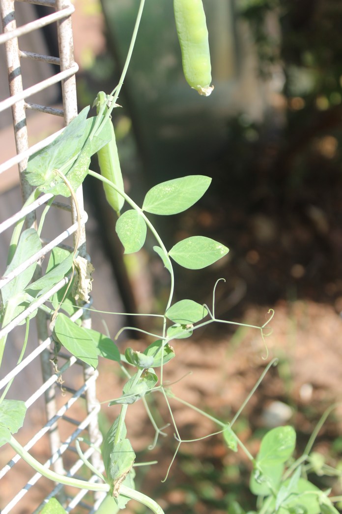 Pea Tendril branched, thread- structure.