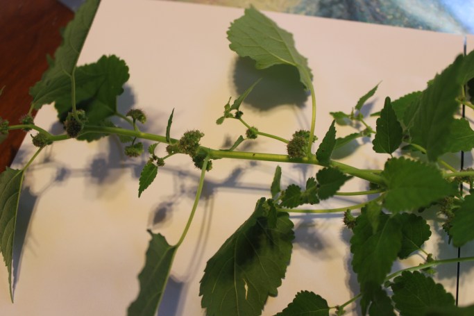 multiple stems from being broken off