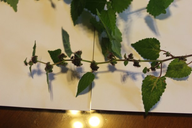 seed pods ripened purple