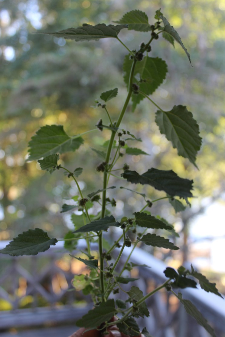 Mulberry weed
