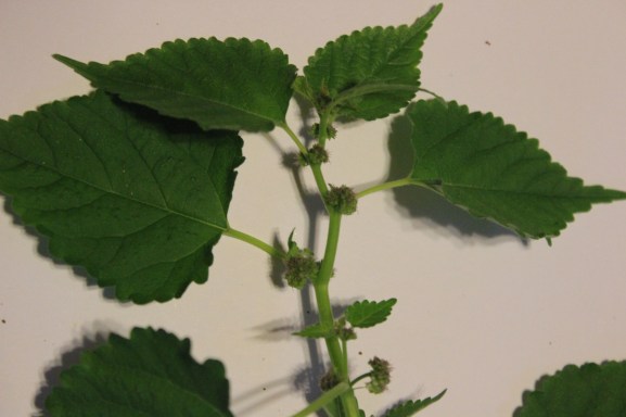 alternate leaves and blooms at the joint