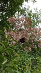 rabbits,Cheraw, Portland, Blog 1071