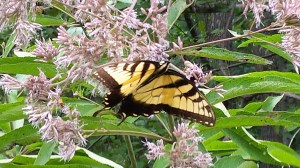 rabbits,Cheraw, Portland, Blog 1079
