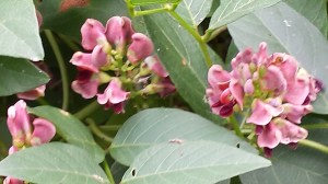 rabbits,Cheraw, Portland, Blog 1082