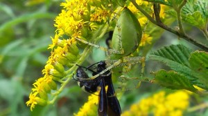 Spider having snacktime.