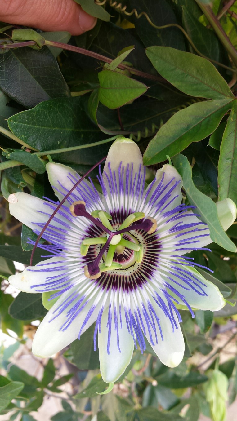 20150929_114604.jpg image