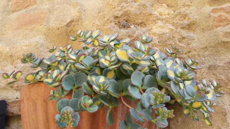 20150930_145208.jpg image