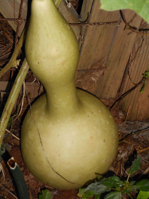 Green Gourd. Do not pick.