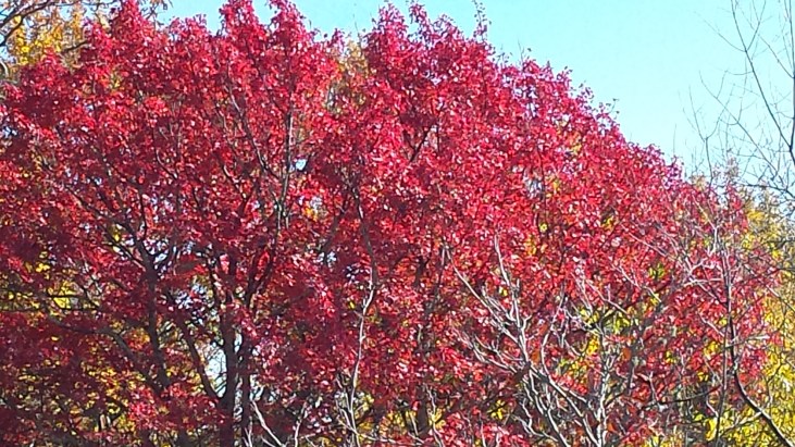 Fall leaves in NC.