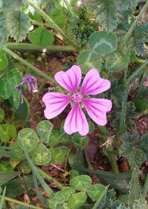 gardenphoto_1443365805720