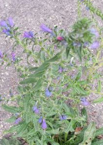 gardenphoto_1443448205629