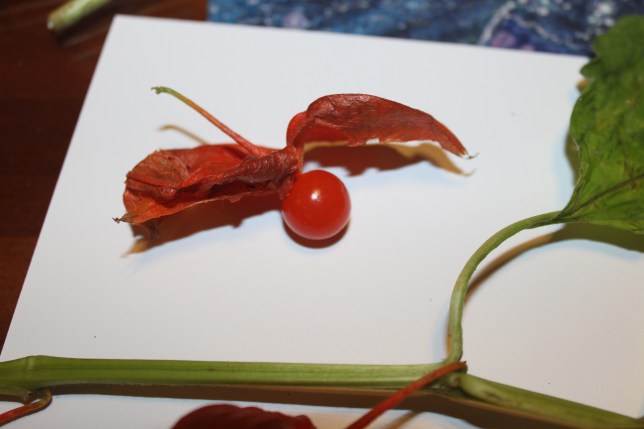 Fruit with the husk pulled back.