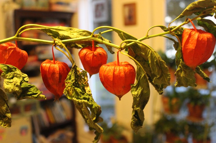 Physalis alkekengi