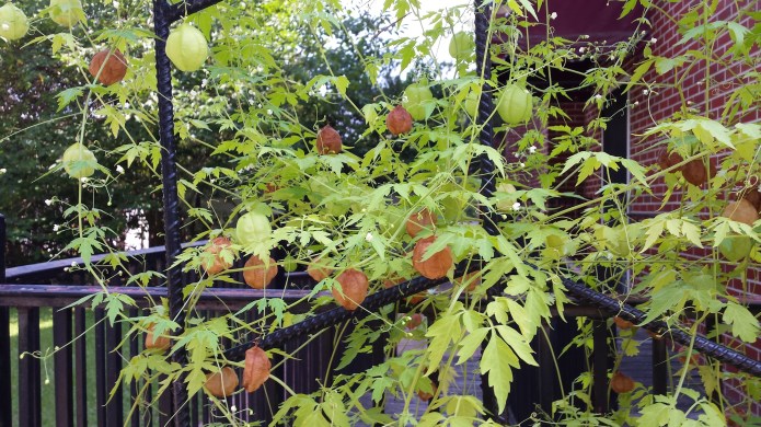 New vine. I am in love!