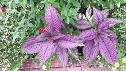 rabbits,Cheraw, Portland, Blog 1138