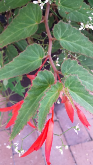 rabbits,Cheraw, Portland, Blog 1144