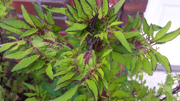 rabbits,Cheraw, Portland, Blog 1154