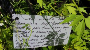 Card posted with information attached to the vine.