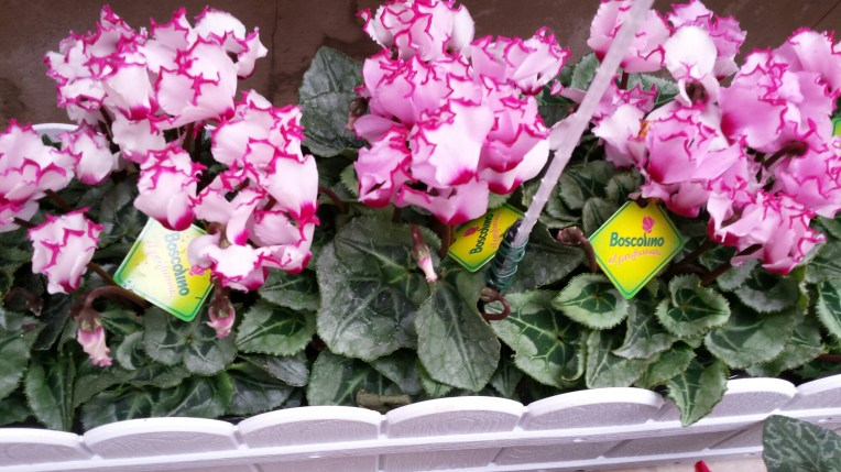 20151003_092855.jpg image