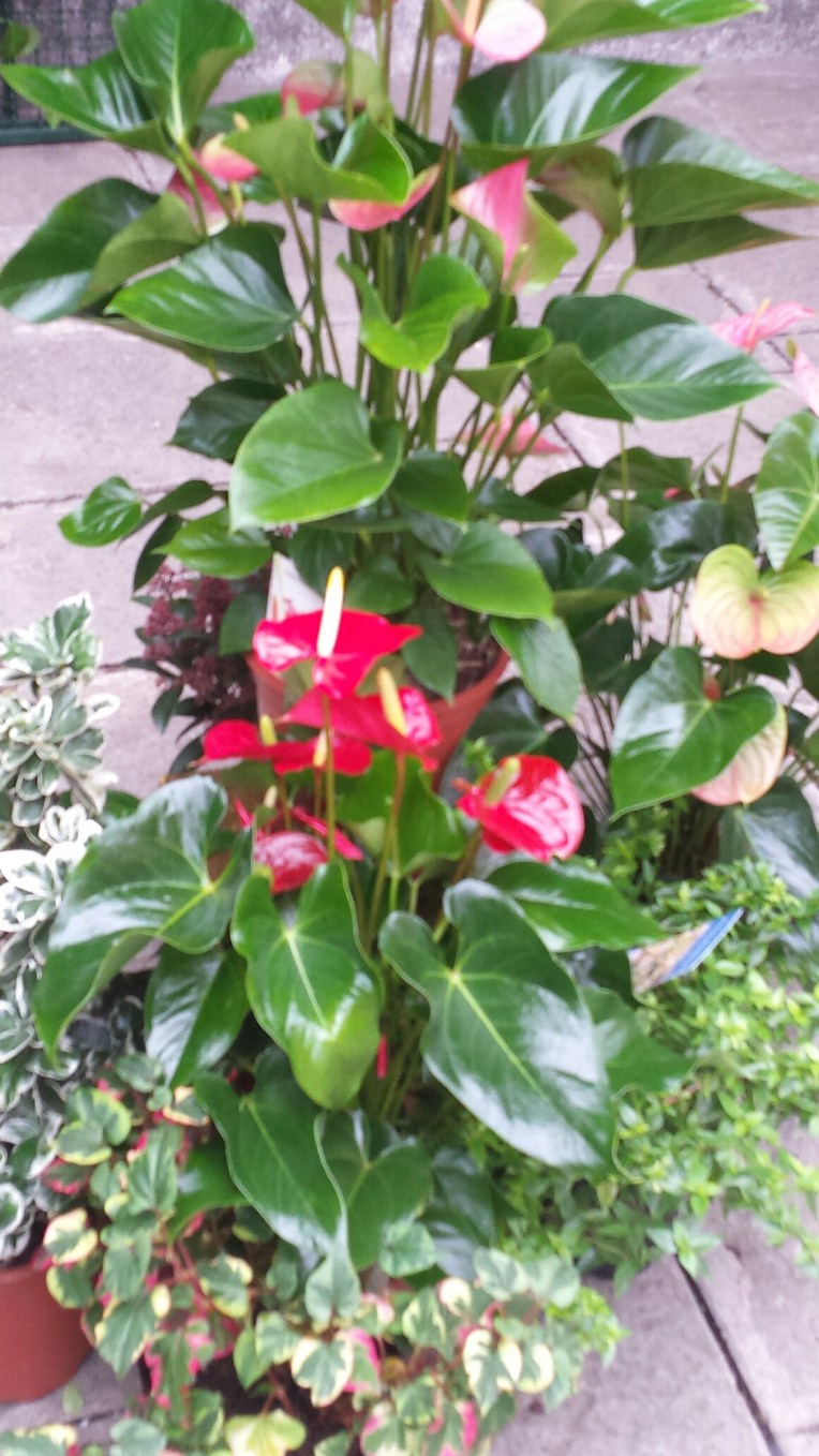 20151003_123048.jpg image