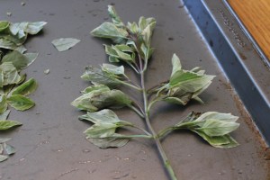 Fresh twig of basil.