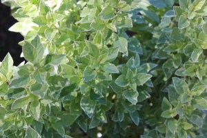 Variegated basil bush.