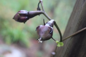Moonflower pods