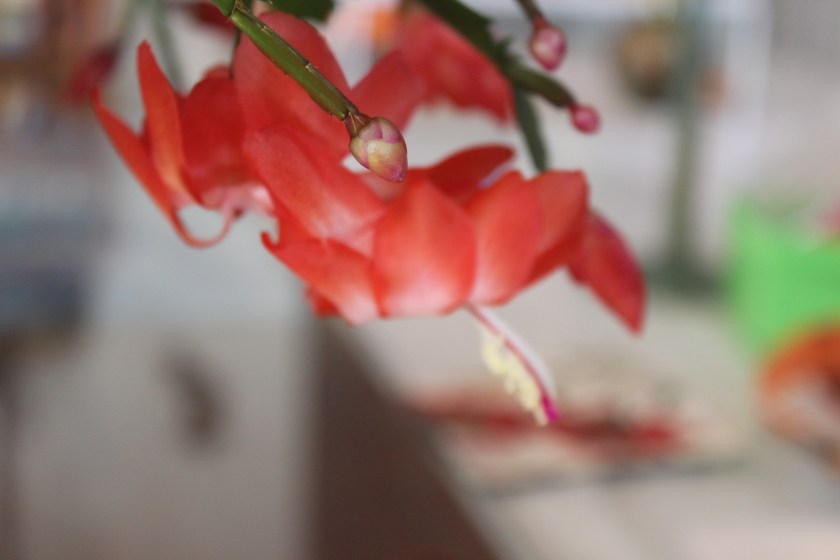 Schlumbergera truncata (red)