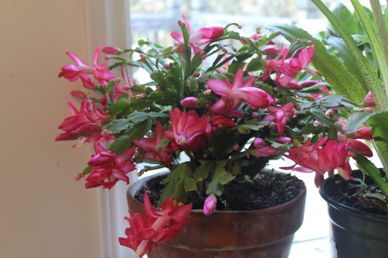 Schlumbergera(red/white)