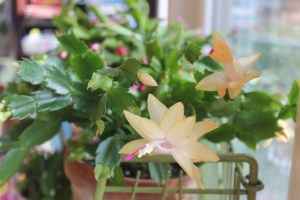 Schlumbergera (gold)