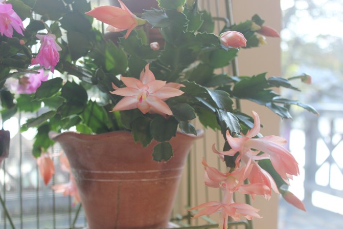 Schlumbergera (peach)