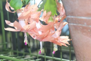 Schlumbergera (peach)