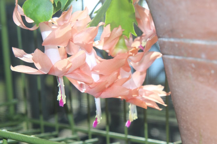 Schlumbergera (peach)