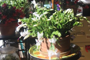 Schlumbergera (white)
