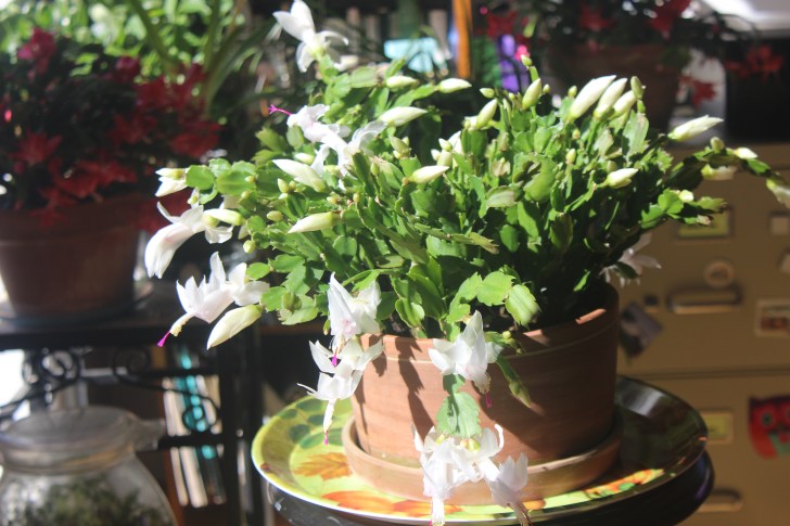 Schlumbergera (white)