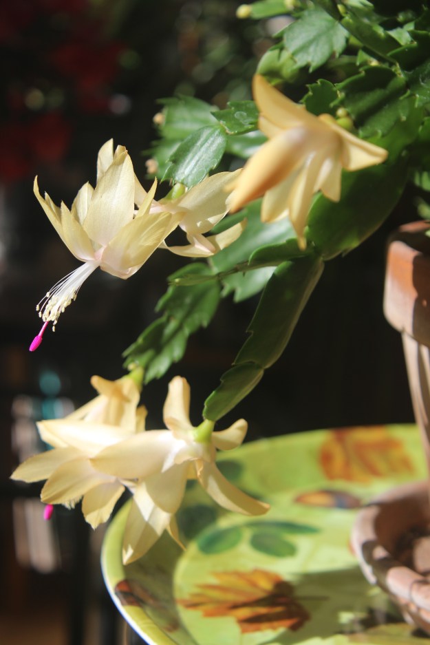 Schlumbergera (gold)