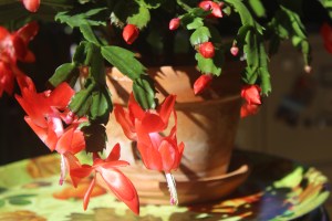 Schlumbergera (true red)