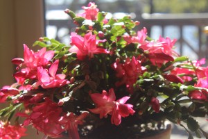 Schlumbergera (red/white)