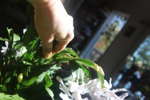 Twist off at the joint.