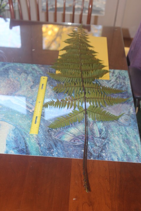 three-foot-long frond